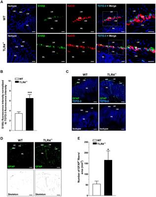 Toll-Like Receptor 4 Modulates Small Intestine Neuromuscular Function through Nitrergic and Purinergic Pathways